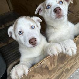 Siberian Husky Puppies Ready for New Homes in Valley Stream, ny