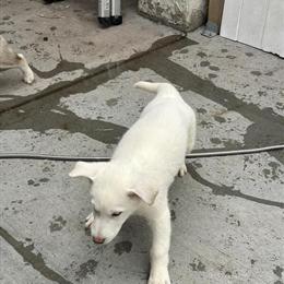 German Shepherd for Adoption in Valley Stream, ny