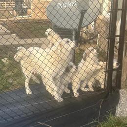 Great Pyrenees Puppies for Sale - 9 Weeks Old in Chattanooga, tn