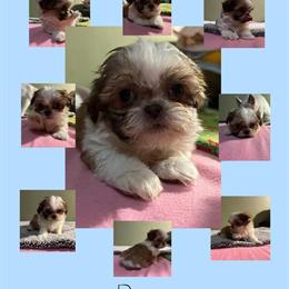 Shih Tzu puppies ready for their forever homes this Christmas! in Mason, mi