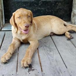 Champion Bred AKC Labrador Puppies in Chocolate and Yellow in Elgin, sc