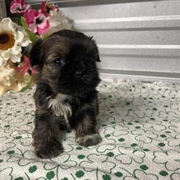 Shih Tzu Puppies - AKC Standard and Imperial in Elgin, sc