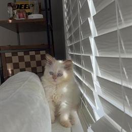 11 Week Old Male Persian Flame Point Kitten in West Chester, oh