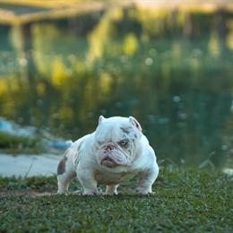 Exotic American Bully for Sale in Concord, ca