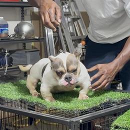 Exotic Female American Bully for Sale in Concord, ca