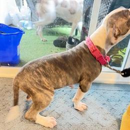 XL American Bully Puppies Ready for New Homes in Yelm, wa