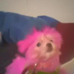 Teacup Maltese puppy ready for adoption now in Bloomfield, nj