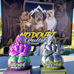 American Bully XL Stud Available for Breeding in Denver, co