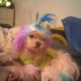 Maltese Terrier - 1 Year Old Male, 5 Pounds in Bloomfield, nj