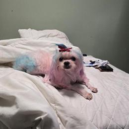 Maltese Puppy - 1 Year Old Male in Bloomfield, nj