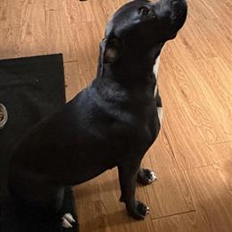 Presa Canario/Bully Mix Female - Great Family Dog Available in Minneapolis, mn