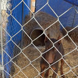 Young male Doberman available for rehoming in Springfield, il