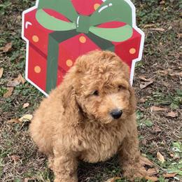 Poodle Puppies - 9 Weeks Old Males in Mableton, ga