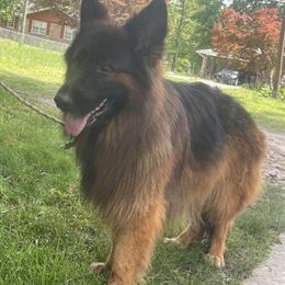 German Shepherd Looking for a New Home in Mableton, ga