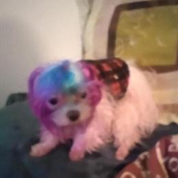 Teacup Male Maltese Puppy for Adoption in Bloomfield, nj