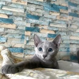 Elite Russian Blue Kitten for Sale from Europe in New York, ny