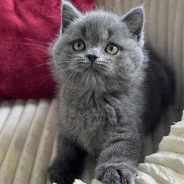 British Shorthair kitten, male, 3 months old, vaccinated. in New York, ny