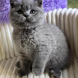 British Shorthair Kitten, Male, 3 Months Old, Vaccinated in New York, ny