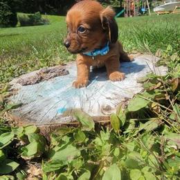 Mini shaded red male Dachshund available in Pottsville, pa