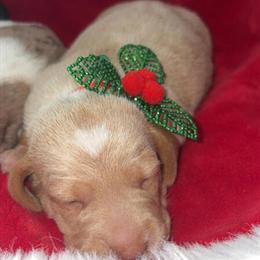 Miniature Dachshund Puppies Available in Hickory, nc