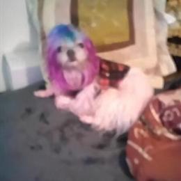 Teacup Male Maltese Puppy in Bloomfield, nj