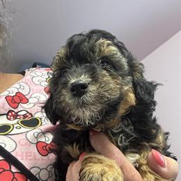 Mini Goldendoodles Ready for Adoption in Myrtle Beach Area in Longs, sc