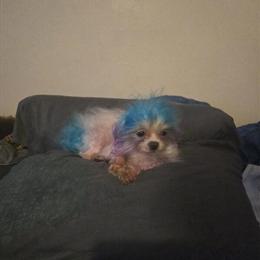 Maltese Terrier - 1 Year Old, 5 Pounds, Potty Trained in Bloomfield, nj