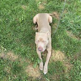 Male American Pitbull Terrier for Stud in Elyria, oh