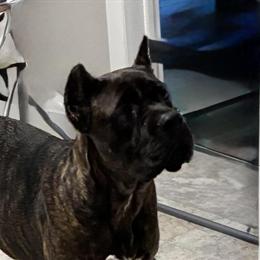 Cane Corso Female Available - 9 Months Old in Newark, oh