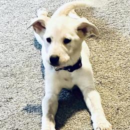 White German Shepherd / Lab Mix - Female, 3 Months in Newark, oh