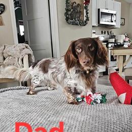 Dachshund Puppy Available in Saginaw, mi