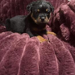 Rottweiler puppies available in York, pa