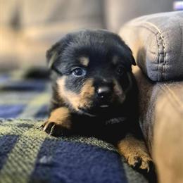 Rottweiler Puppies Ready for New Homes on Christmas Eve in York, pa