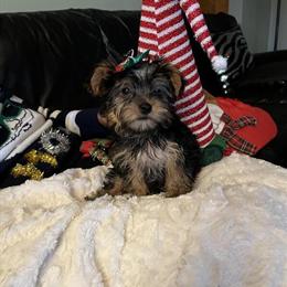 Yorkshire Terriers for Sale - AKC Teacups and Toys - Call Dr. Joy in Atlanta, ga