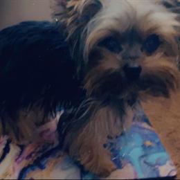 Teacup and Toy Yorkshire Terriers for New Year Special Sale in Atlanta, ga