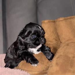 Shih Tzu Puppies Available for Reserve in Lexington, nc