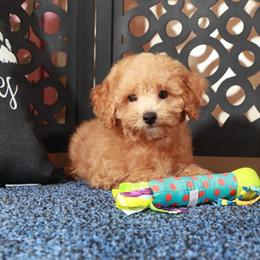 Handsome F1B Shih-poo Puppy Chase Ready for a New Home in Mount Vernon, oh
