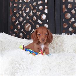 Chocolate Dachshund Puppy Available for Adoption in Mount Vernon, oh