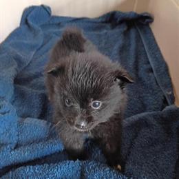 Pomeranian Puppies: 1 Female and 2 Males Available in Nashville, ga