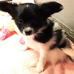 Papillon Female Available for Free Delivery in March in Westminster, co