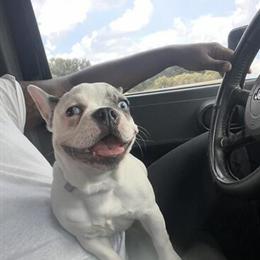 8 Months Old Female French Bulldog for Adoption in Clearwater, fl