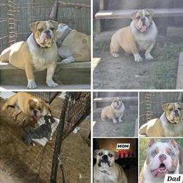 Bully - 1 Year Old Female Needs New Home in Houston, tx