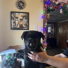 German Shepherd Puppies Ready for New Homes in Rochelle, il