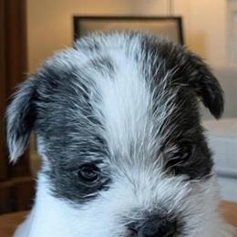 3 Female Fox Terrier Puppies Ready for New Homes in Lake Worth, fl