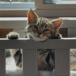 Kittens Ready for Adoption Now in Grayling, mi