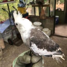 Handtamed Baby Cockatiel for $175 in Waxhaw, nc