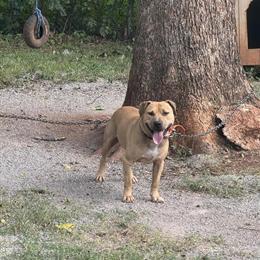 2 Year Old Male American Pit Bull Terrier for Sale in Bessemer, al