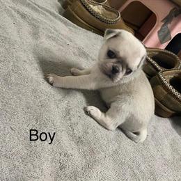 Pugs Ready for Adoption in Philadelphia, pa