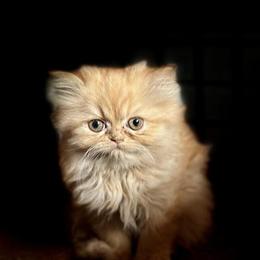 Persian Kittens Available for Loving Homes in Stockton, ca