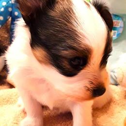 Papillon Male Tricolor Puppy Available for Showings in Westminster, co